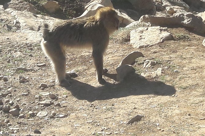 Atlas Mountains, Morocco: Ifrane, Azrou, Monkey Forest, Full Day Tour from Fez - Back to Fez: what your return day feels like