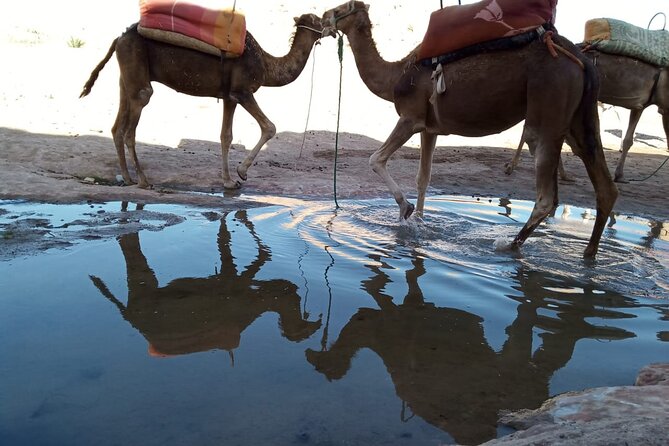 Atlas Mountains ourika valley Guided Tour - Key Highlights You’ll Actually Feel on the Day