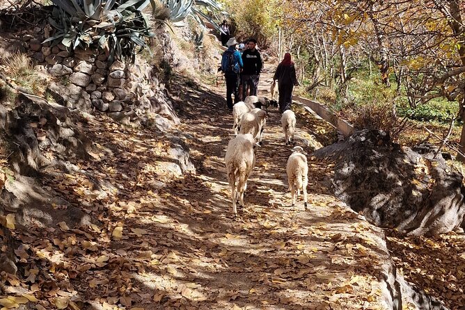 Atlas Mountains Three Valley and Berber Villages & Watterffalls Day Tour - Camel ride time: what to expect and how to ride calmly