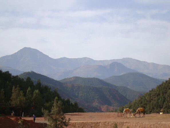 Atlas Mountains Tour from Marrakesh - Azrou and the Women’s Argan Cooperative: Tea, Oil, and Why It’s Not Just a Stop