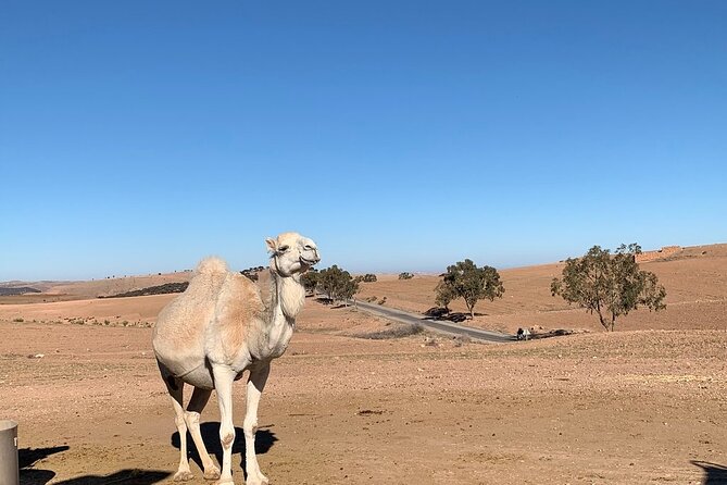 Atlas Mountains Tour & three valleys with camel ride - Marrakech pickup and the ride out: expect an organized start