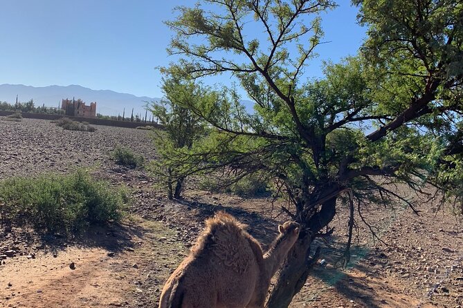 Atlas Mountains Tour & three valleys with camel ride - Lunch at the guide’s home: why it’s the payoff moment