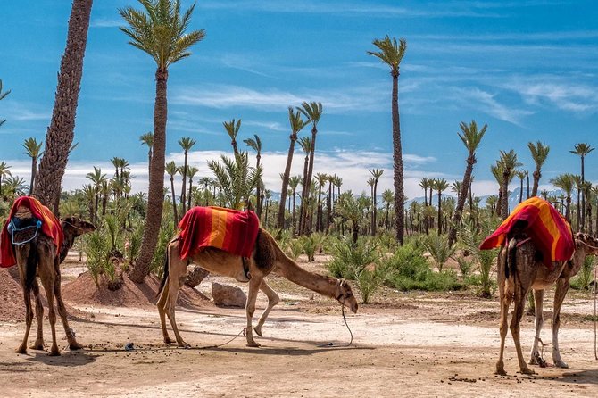 ATV Marrakech Tours - Hotel Pickup and the Short Hop to the Palmeraie