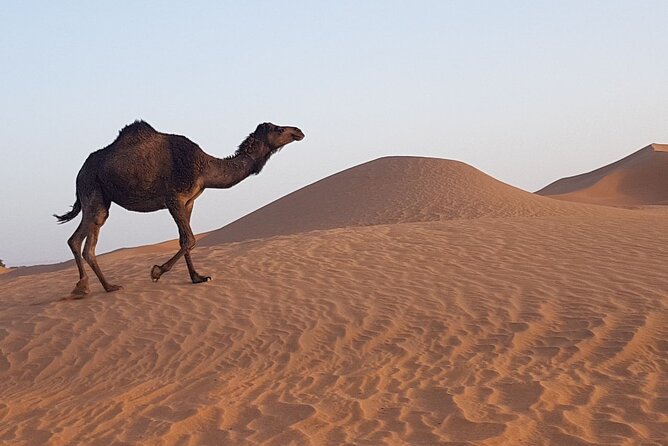 Berber Experience Atlas and Sahara - Day 2: sunrise over the dunes, breakfast, then Tamegroute
