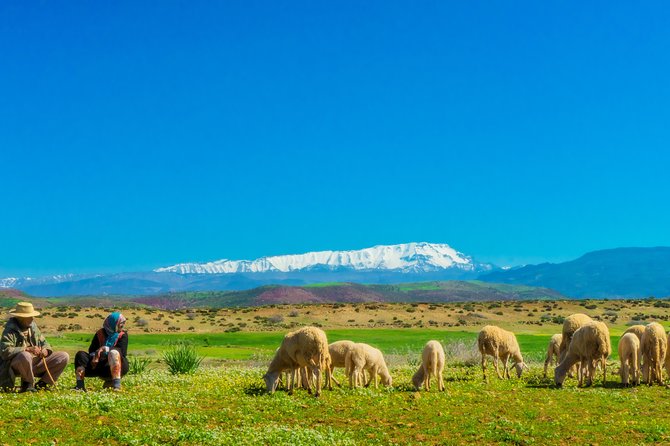 Berber Life Experience in the Atlas Mountains from Marrakech - Camel or mule rides: optional fun with a reality check