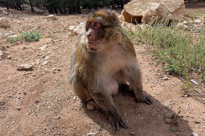 Best Fes to Merzouga Desert Tour 2 Days - Pickup in Fes at 8:00am, and how the private setup changes the day