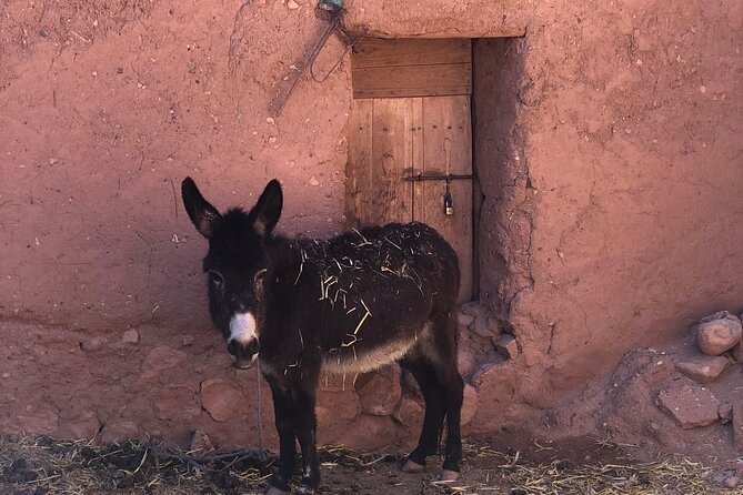 Best Marrakech to Merzouga 3 D 2N Sahara Desert Tour Adventure - Dades Valley to Merzouga: gorges, lunch breaks, and twin camel rides