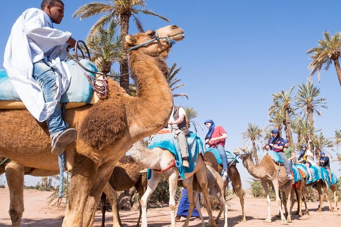 Best Sunset Camel Ride with tea break in the Palm Grove of Marrakech - Small-group comfort: why the limit matters