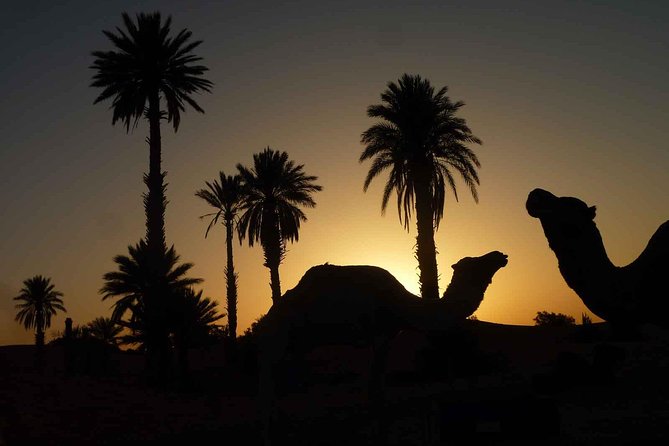 Best Sunset Camel Ride with tea break in the Palm Grove of Marrakech - Weather and the reality of sunset tours