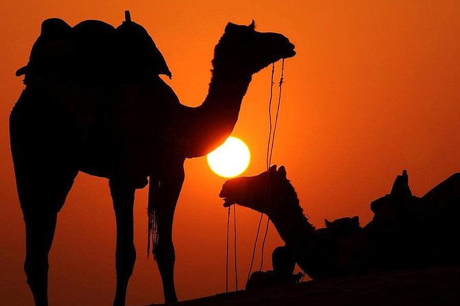 Best Sunset Camel Ride with tea break in the Palm Grove of Marrakech - The 1-hour sunset camel ride: what it feels like in real life