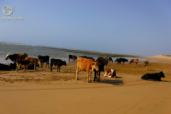 Big dunes and atlantic coast tour 2 HOURS - Price and Value: Paying $60.25 for More Than a Ride
