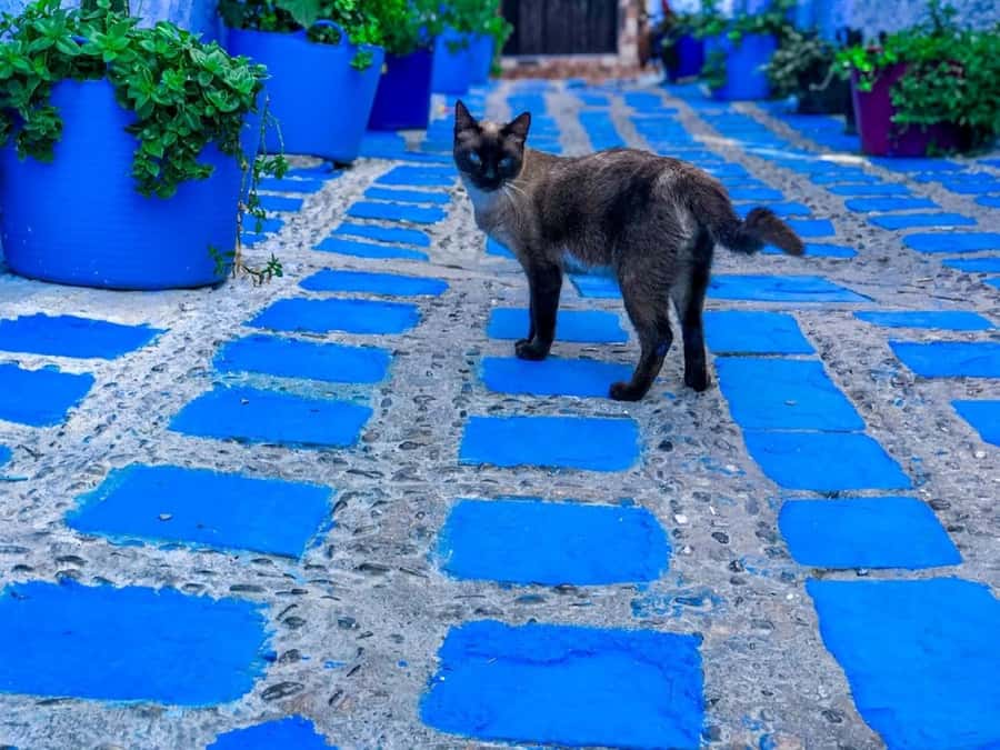 Blue City magic: Affordable Day Trip from Fez to Chefchaouen - The Drive to Chefchaouen: Barrage Sidi Chahed and Motel Rif