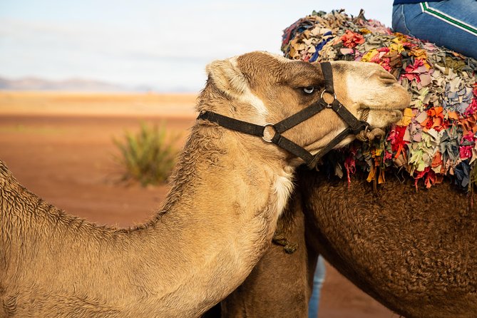 Camel and Quad Biking Tour from Marrakech - Safety and comfort: shoes, dust, and the small gear details that matter
