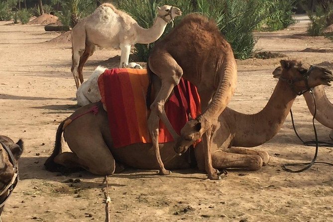 Camel and Quad in Marrakech - The Marrakech palm grove stop: culture, shade, and a breather