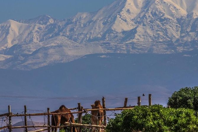 Camel ride and dinner Agafay desert - Should You Book This Agafay Desert Camel Ride and Dinner?