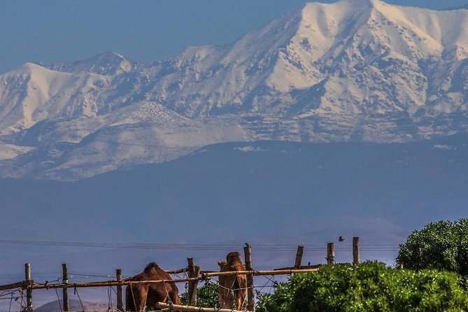 Camel ride and magical dinner in Agafay desert - What’s included (and how that affects your budget)