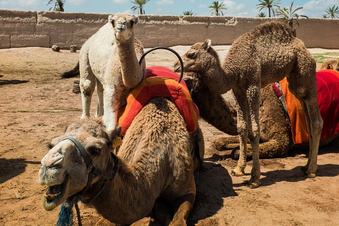 Camel Ride and Quad Biking with fresh mint Tea - Who this tour is best for (and who should skip it)