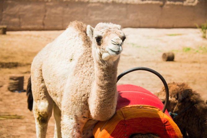 Camel Ride and Quad Biking with fresh mint Tea - FAQ