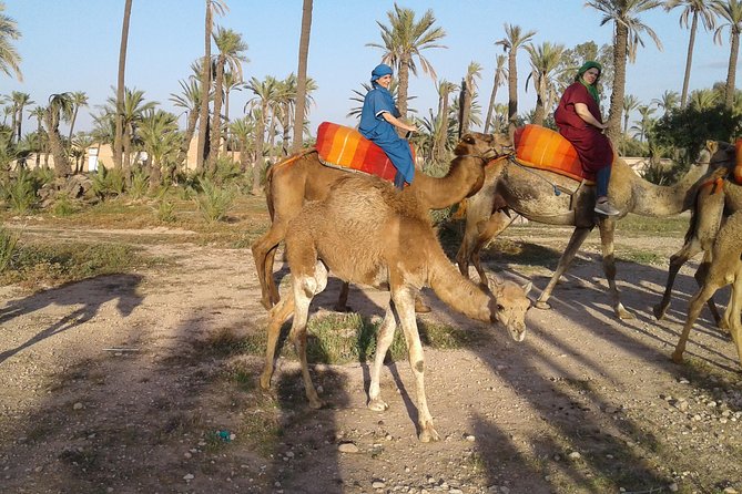 Camel ride at sunset in Marrakech palm grove - Getting picked up and out to the Palmeraie (start time matters)