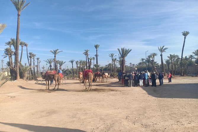 Camel ride at sunset in Marrakech palm grove - The camel trek: why the sunset route feels different