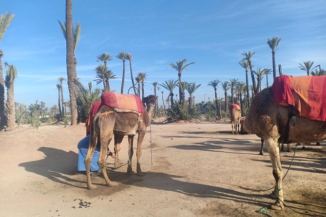 Camel ride at sunset in Marrakech palm grove - Animal care matters: what to watch for and what you’ll likely hear