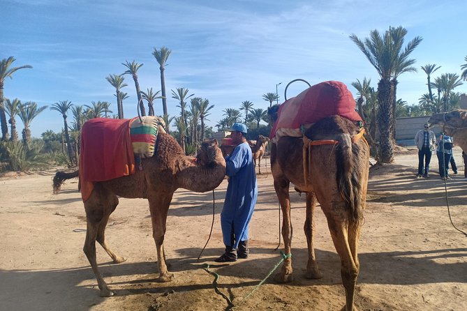 Camel ride at sunset in Marrakech palm grove - Group size and how it affects your experience