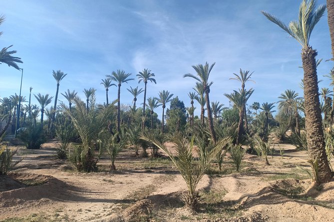 Camel ride at sunset in Marrakech palm grove - Price and value: is $23.23 for two hours a good deal