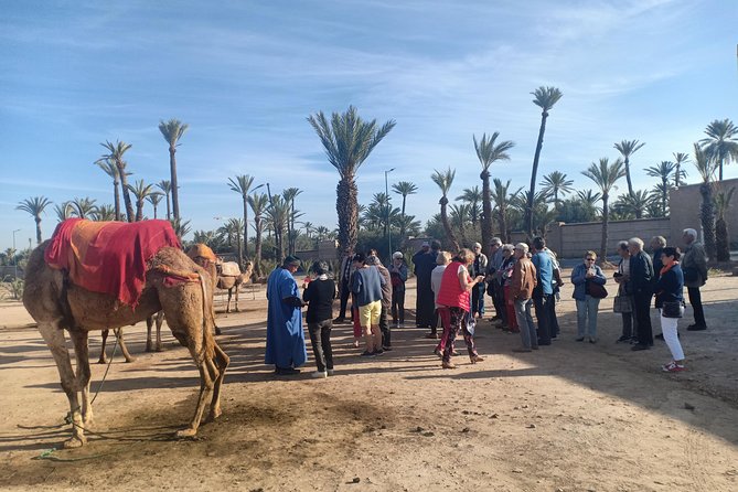 Camel ride at sunset in Marrakech palm grove - Berber home visit and mint tea: the cultural pause