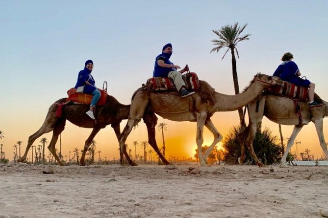 Camel Ride in Marrakech desert palmgrove - Following the Best Route Through Palms and Dunes