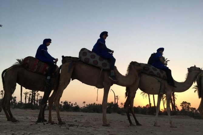 Camel Ride in Marrakech desert palmgrove - Price and Value: Does $23.23 Make Sense Here?