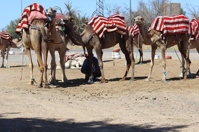 Camel Ride in the Palmeraie of Marrakech - Why the Palmeraie Camel Ride Feels Like a Marrakech Time-Out