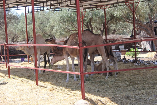 Camel Ride in the Palmeraie of Marrakech - The Nomadic Tent and Mint Tea: More Than a Break