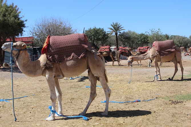 Camel Ride in the Palmeraie of Marrakech - What You Wear: The Traditional Outfit That Helps With Sun