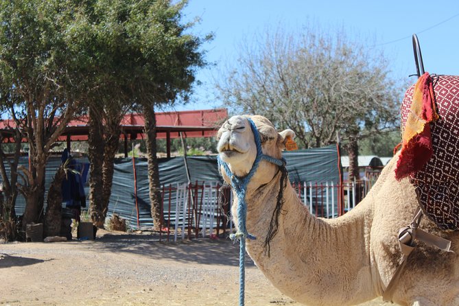 Camel Ride in the Palmeraie of Marrakech - Small Group Size (Up to 6) and the Pace You’ll Notice