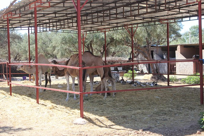 Camel Ride in the Palmeraie of Marrakech - Price and Value: Does $29.07 Add Up?