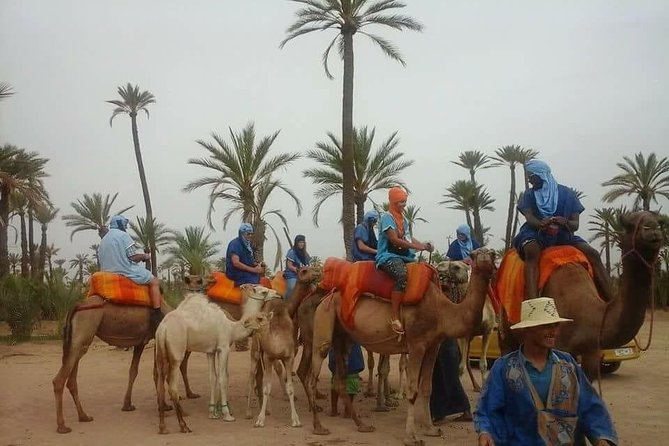 Camel ride Marrakech palmeraie - Key Points Worth Knowing Before You Go