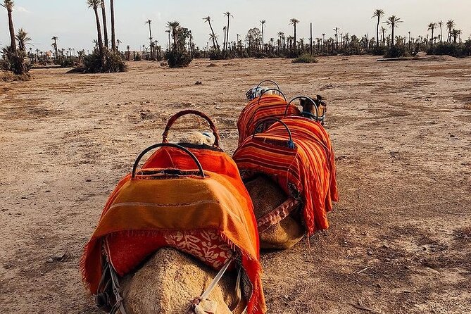 Camel ride Marrakech palmeraie - Pickup, Timing, and Why This Feels Like a Real Half-Day Escape