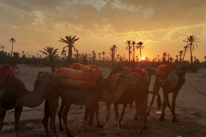 Camel ride Marrakech palmeraie - Should You Book the Camel Ride Marrakech Palmeraie?