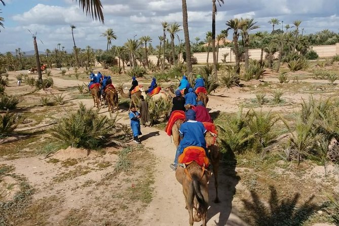 Camel ride Marrakech palmeraie - The Camel Ride Through the Palmeraie: What You’ll Actually Experience