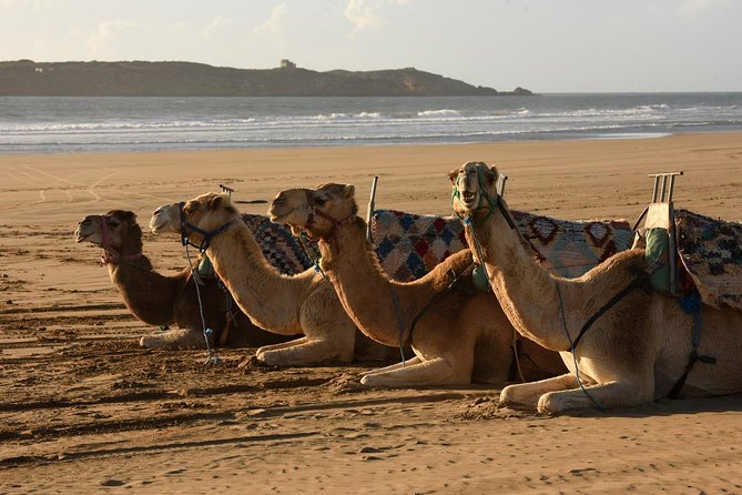 Camel Ride on the Beach of Essaouria - The 2-hour flow: what happens before, during, and after the ride