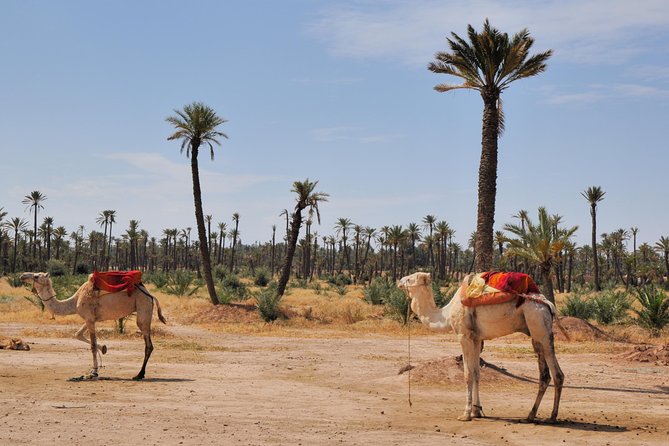 camel ride on the palm grove marrakech - La Palmeraie Camel Ride: A City Break Without the Hassle