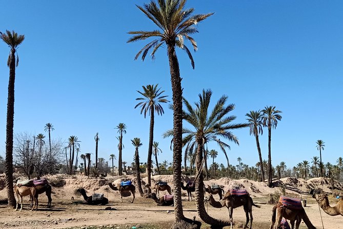 camel ride on the palm grove marrakech - Family-Friendly Adventure: Who Will Enjoy This Most