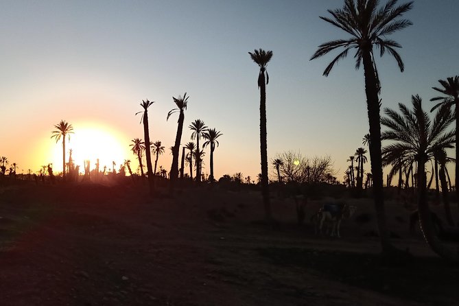 camel ride on the palm grove marrakech - Practical Tips: Photos, Tips, and Staying in Control