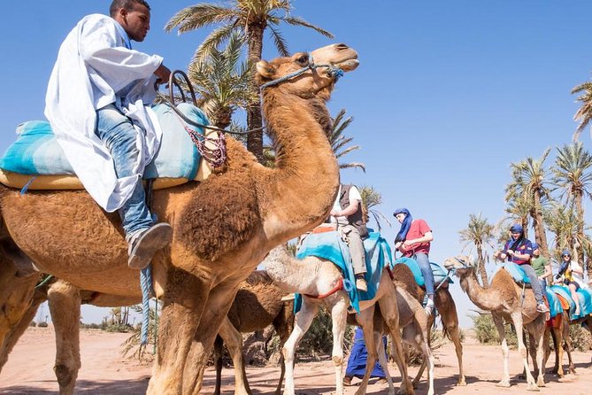 camel ride on the palm grove marrakech - Getting There in Comfort: Pickup, AC Transport, and a Manageable Group