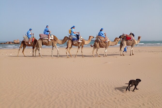 Camel ride or quad bike ride.. pick up, drop off. including - Oued Ksob near Diabat: birdwatching at the Atlantic edge