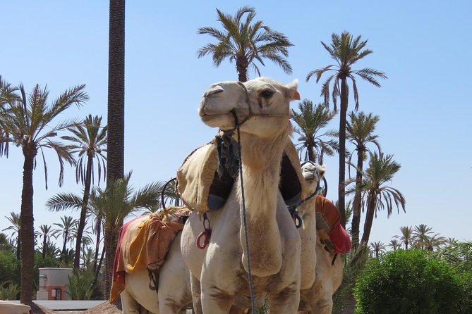 Camel Ride & Quad Biking Half Day in Marrakech - Logistics That Really Matter: Group Size, Timing, and Mobile Tickets