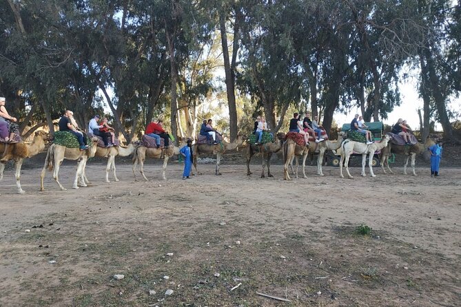 Camel ride + sunset + BBQ dinner in Agadir - Aghroud Bensergao village and eucalyptus forest stops