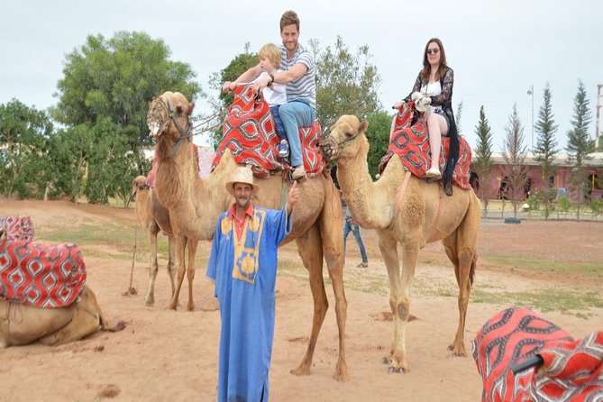 Camel riding in Agadir for Cruise ship Passengers - Quick highlights