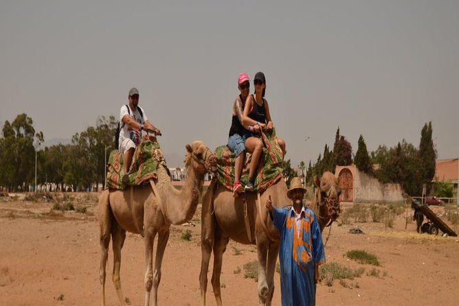 Camel riding in Agadir for Cruise ship Passengers - Photo break by the Souss River and wildlife you might spot