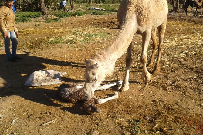 Camel riding in marrakech - Tea in a small garden: a proper Moroccan finish